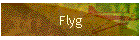 Flyg